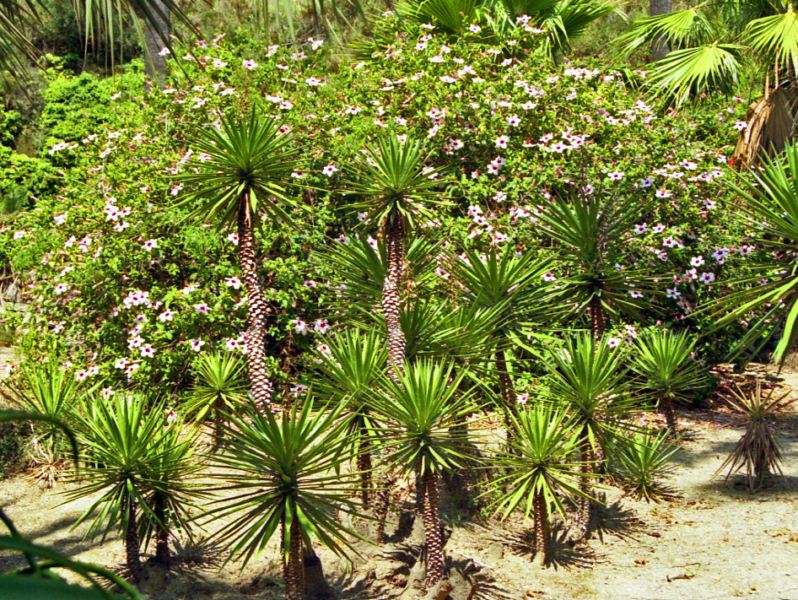 Delle palmette senza nome - Yucca sp.